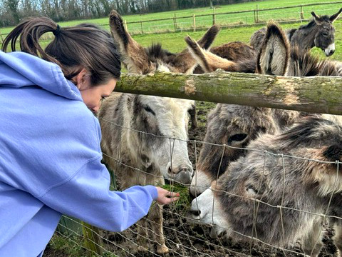 Volunteer at donkey sanctuary